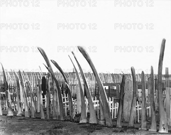 Cemetery Whale Bone Fence