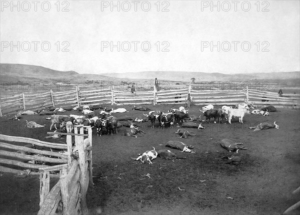 Cattle Slaughtered For Indians