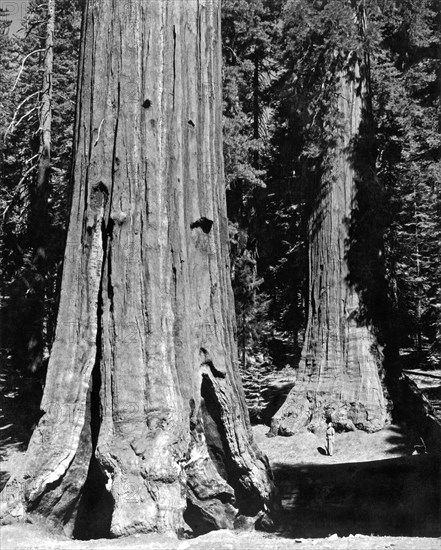 The Mariposa Grove In Yosemite