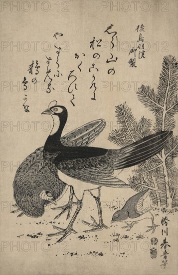 Wildfowl and pine 1810