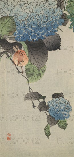 Small bird and hydrangea