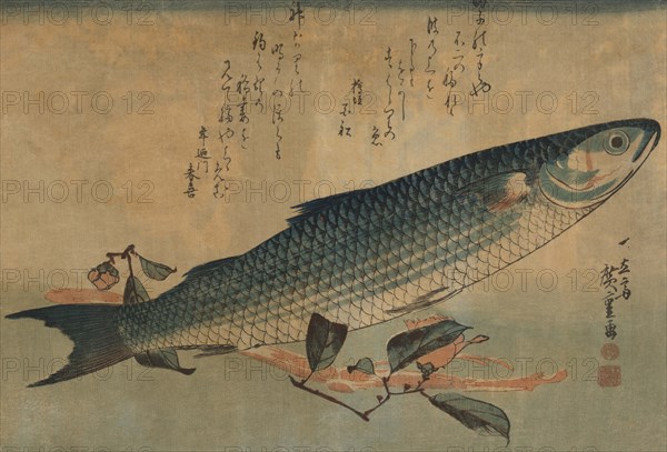 Striped mullet 1834