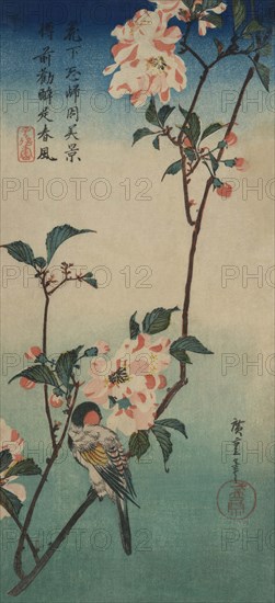 Small bird on a branch of Kaidozakura. 1834