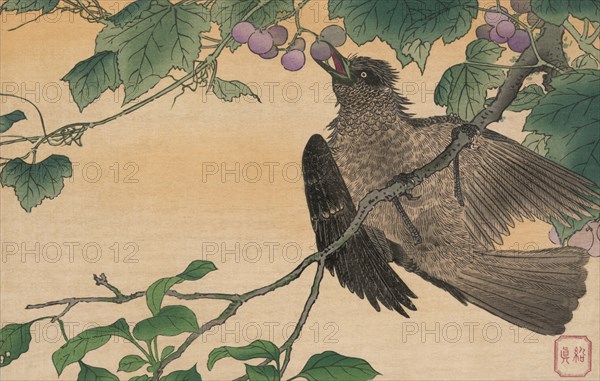 Bird Eating a Grape