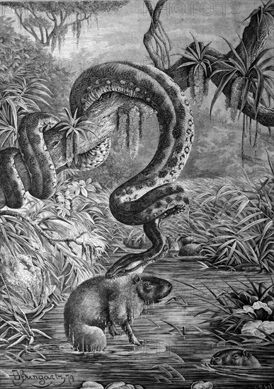 Anaconda capturing a capibara