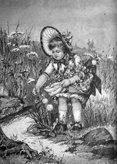 Child picking summer flowers,