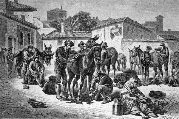 Mule shearing in granada