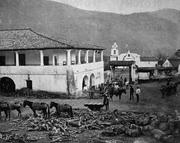 logwood trees cut down in campeche