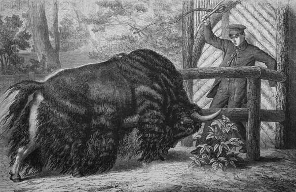 Black yak