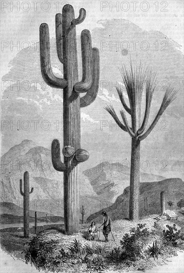 Giant cactus,