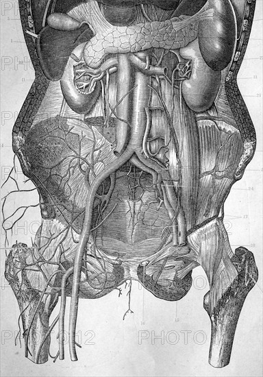 Human stomach