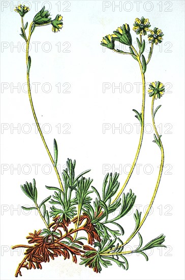 Musky saxifrage