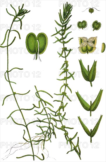 Water starwort