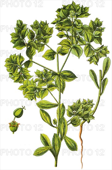 Sickle spurge