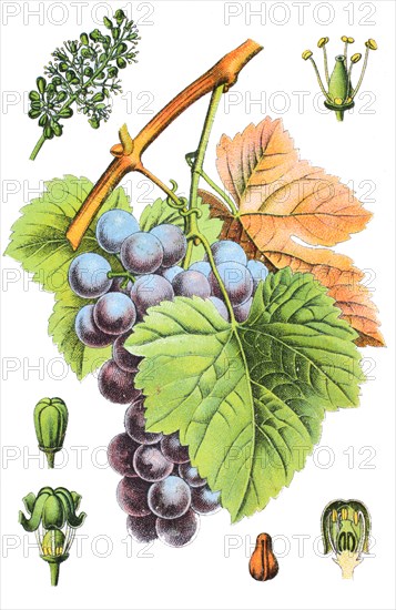 grape vine