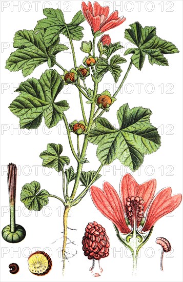 Mallow genus malva