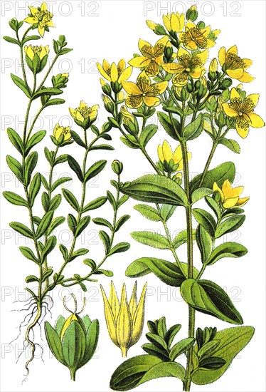 St john's wort