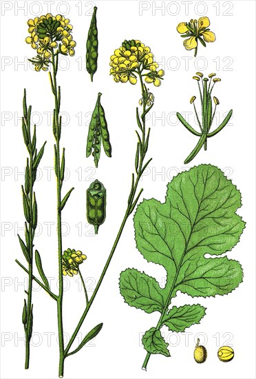 Black mustard