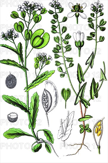 Field penny-cress, right:  cotswold pennycress