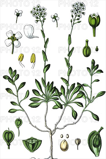 Alpine penny-cress