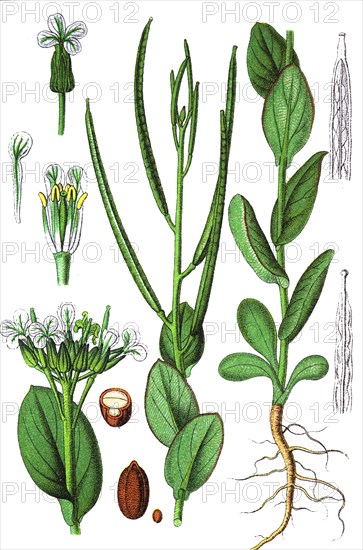 Hare's ear mustard