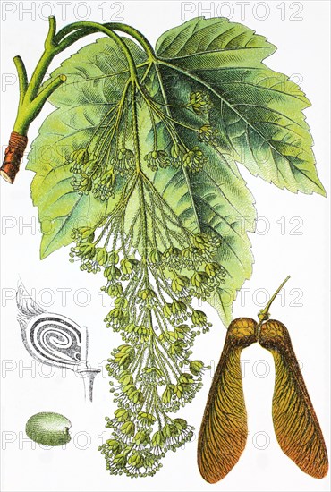 Sycamore maple