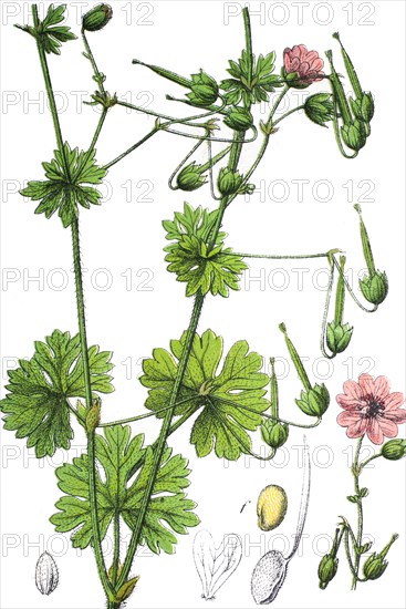 Hedgerow crane's-bill