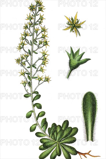 Saxifraga mutata