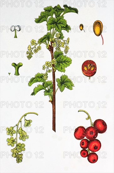 Red currant