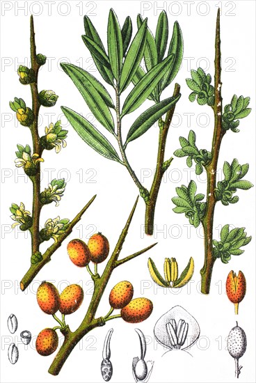 Common sea-buckthorn