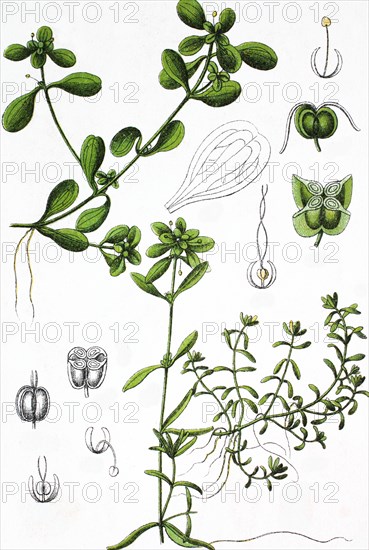 Pond water starwort