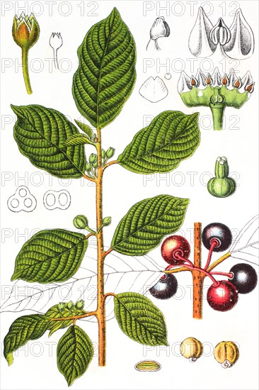 Alder buckthorn