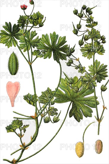 Small geranium