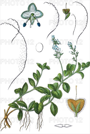 Heath speedwell