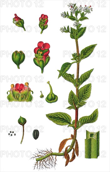 Green figwort