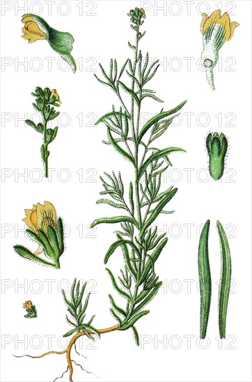 Toadflax