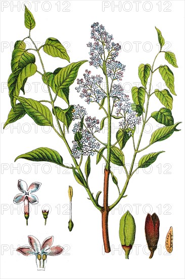 Common lilac