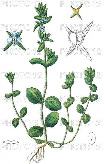 Corn speedwell