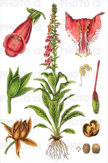 Foxglove