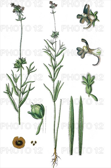 Linaria arvensis