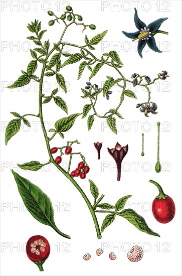 Bittersweet nightshade