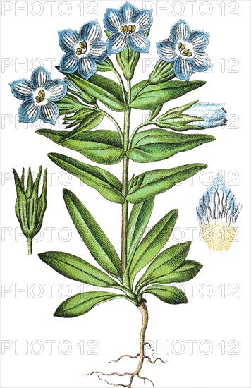 Field gentian