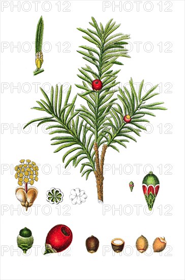 English yew