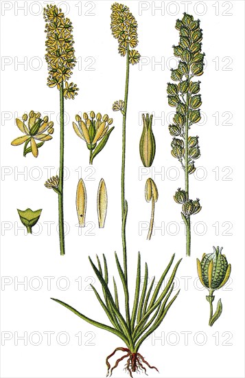 Alpine asphodel