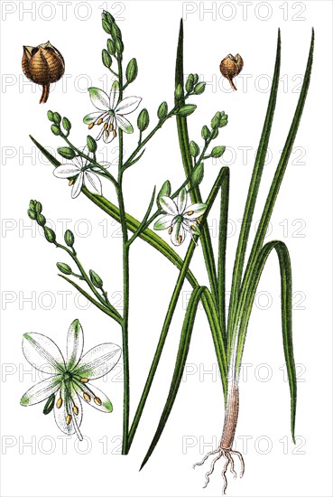 Anthericum ramosum