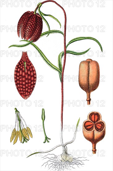 A snake's head fritillary