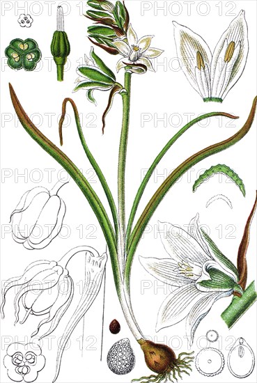 Ornithogalum boucheanum