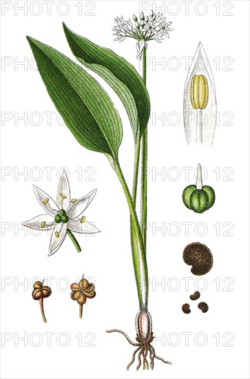 Wild garlic