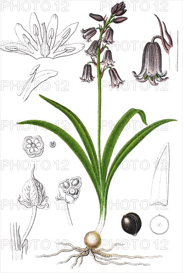 Common bluebell