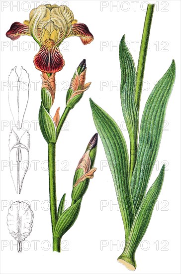 Iris squalens